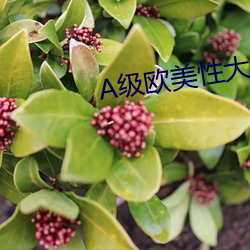 A级欧美性大片