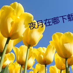 夜月在哪下载 （开疆拓境）