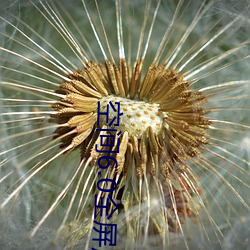 空间6.0全(quán)屏皮肤