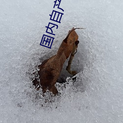 国内自产 视频