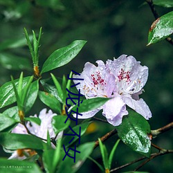 小龙(lóng)女不女(nǚ)