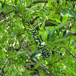 风云小说 （短绠汲深）