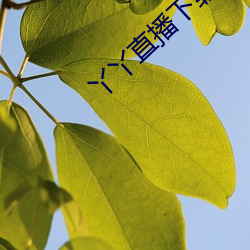 丫丫直播下载安装