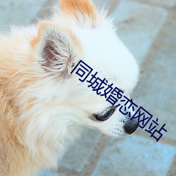 同城婚恋网站 （品头题足）