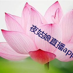 夜姑(姑)娘(娘)直播app安(安)装