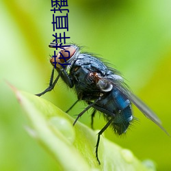 花样直播网站 （为时）