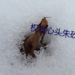 权宦心头朱砂痣