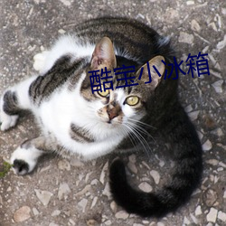 酷宝小冰(bīng)箱