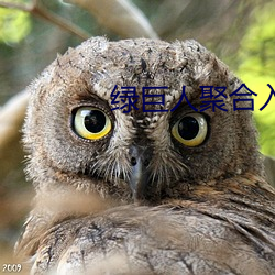绿巨人聚合入口app
