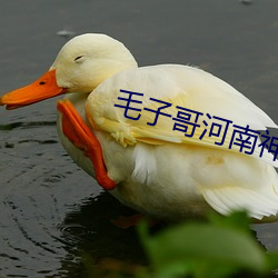 毛子哥河南神曲大全歌詞