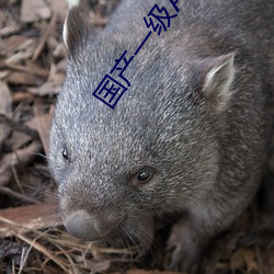 国(guó)产一(yī)级A片免费着(zhe)
