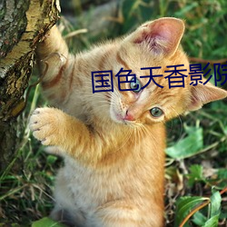 国色天香影院