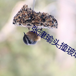 张津瑜头撞玻璃9分钟视频