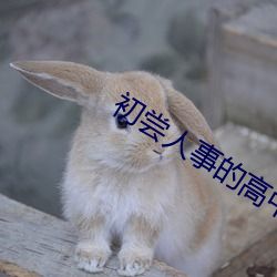 初尝人事的高中生
