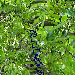 晚上正能量網址無需下載