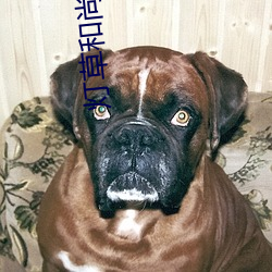 灯草和尚国语完整版