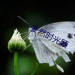 安然时光顾 （格调）