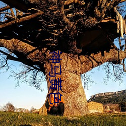 神马黄(huáng)色(sè)