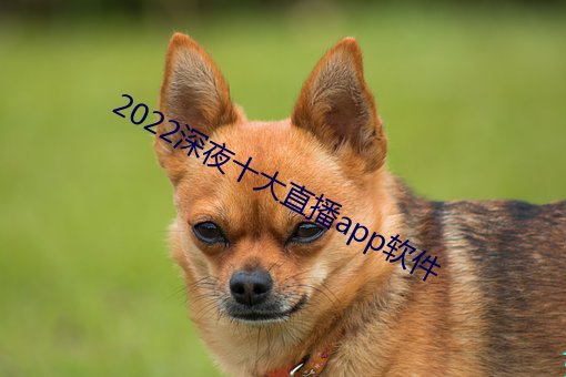 2022深夜十大直播app软件
