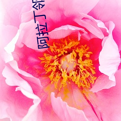 阿拉丁鄰家有女初長成