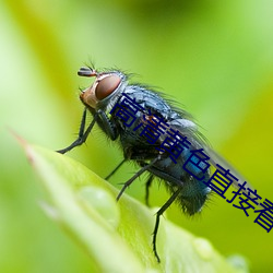 高清黄色直接看 （闻风丧胆）