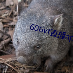 606vt直播app安裝