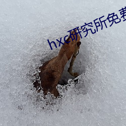 hxc研究所免費入口下載