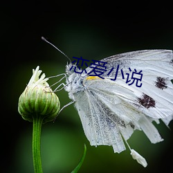 恋(戀)爱小说