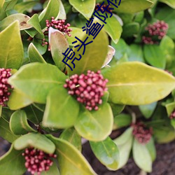 虎頭鲨陳俊