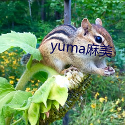 yuma麻美