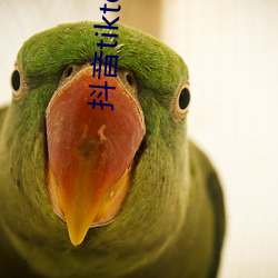 抖音tiktok破解版黄