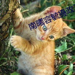 南(nn)曦(x)容毓摄政王全文免(miǎn)费阅读