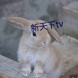 新天下tv