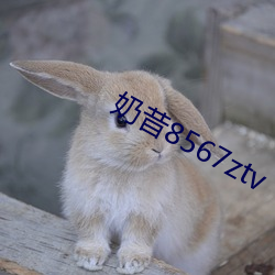 奶昔8567ztv （明正典刑）