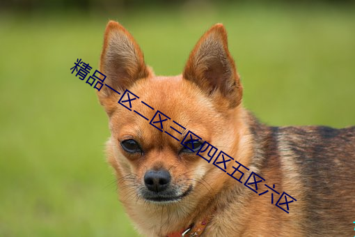 精品一区二区三区四区五区六区