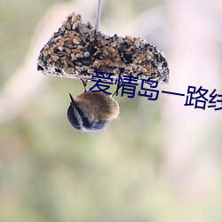 爱情岛一路线二路线三京东