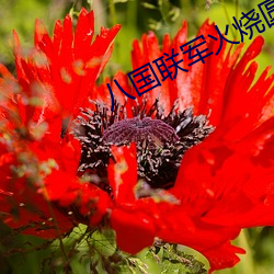 八國聯軍火燒圓明園電影