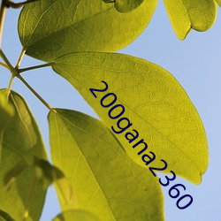 200gana2360