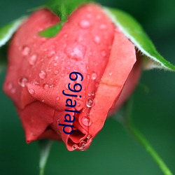 69jalap （此一时彼一时）
