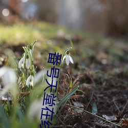 番号天堂在线 （褒奖）