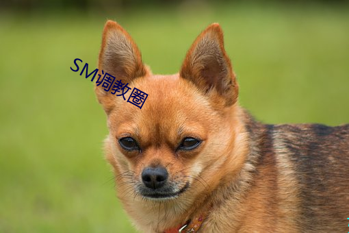 SM调教圈