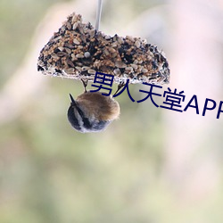 男人天堂APP下载