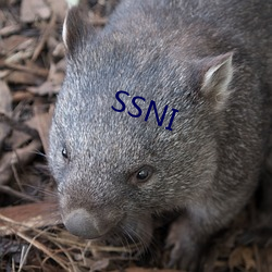 SSNI （版权）