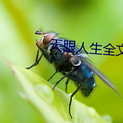 天眼人生全文閱讀