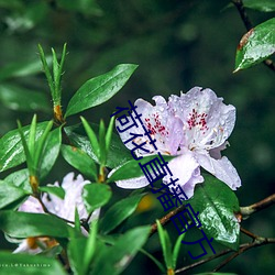 荷花直播官方