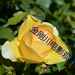 金刚(剛)川(川)电影观后感(感)500字
