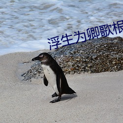 浮生爲卿歌根本不是從小養