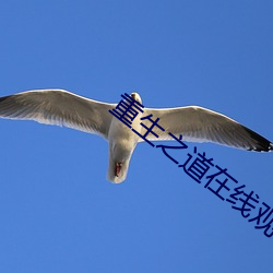 重生之道在線觀看完整版免