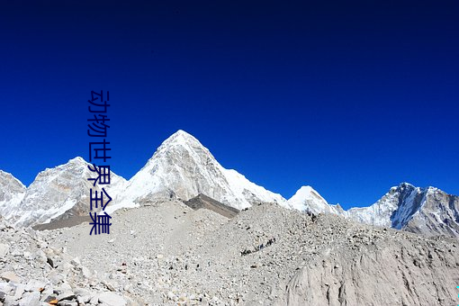 动物世界全集