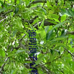 谁明浪子心咚鼓版